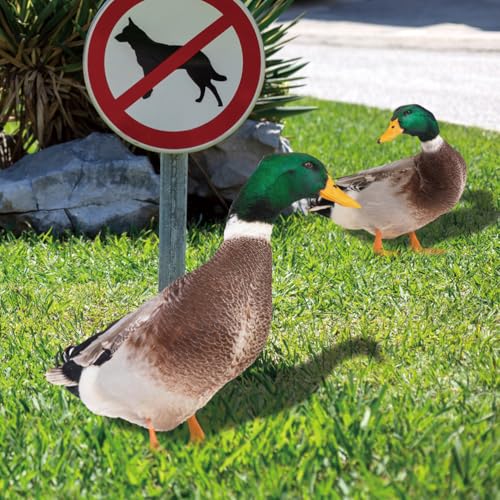 Happyyami 2pcs Garden Duck Animal Sculpture Stakes Realistic Lifelike Acrylic Poultry Statue for Yard Garden Lawn Outdoor Decor - Image 3