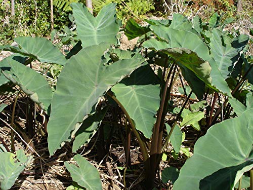 Platone's Xanthosoma sagittifolium, the arrowleaf elephant ear, arrowleaf elephant's ear, malanga or American taro Live Plant - 1 Healthy Live Plant