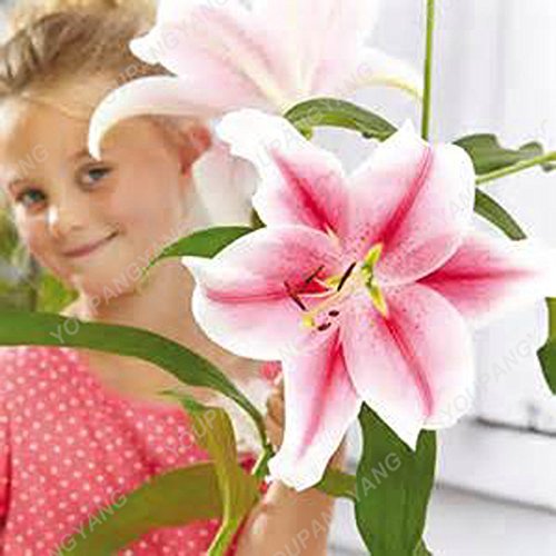 Graines de lys en bonsaï Plantes d'intérieur Fleurs Graines de lys géantes Belles fleurs de jardin Sementes pour hommes Enfants Cadeau Plante Chocolat Paquet de 500 graines
