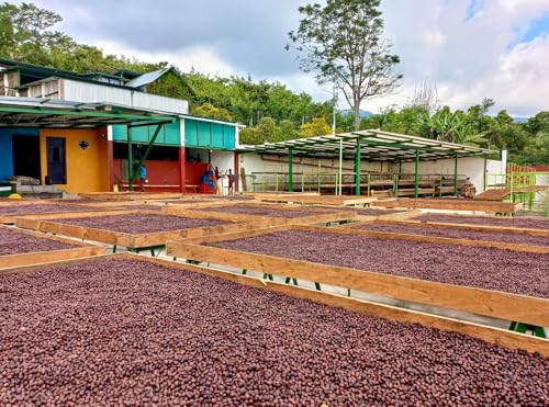 Image of Guatemala Unroasted Natural Specialty Green Coffee Beans - Single Origin 100% Arabica - Bulk Wholesale Pricing (10 Pound Bag /4.5kg)