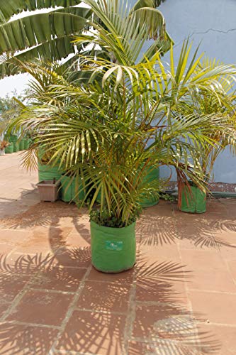 Image of Bio Blooms Round HDPE Plant Grow Bag for Terrace & Kitchen Gardening| Pack of 10| 9x9|200 GSM Heavy Duty Outdoor Grow Bag | Durable Planter for Vegetables, Flowers & Plants (Green & Orange)
