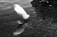 Review Image by Shar O'thetropics Shar O'thetropics