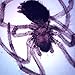Spider, w.m., Microscope Slide
