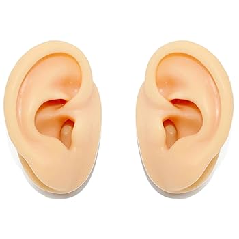 耳の耳 Amazon | SAKIRABITO 耳模型 人口耳 耳つぼ模型 耳モデル 両耳