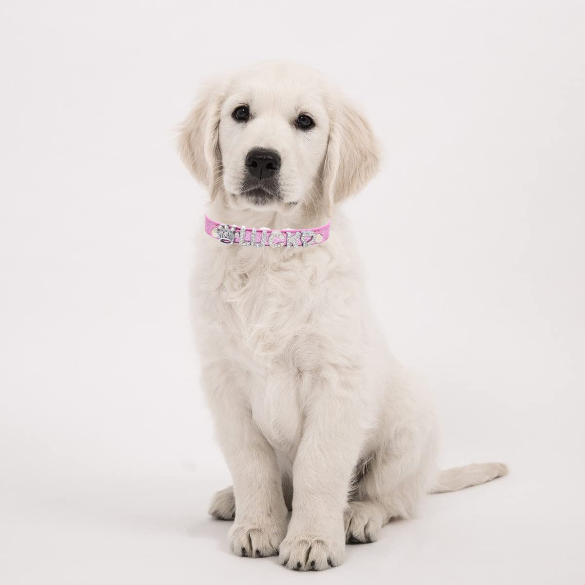 Lederen halsband Kwaliteit handgemaakte sterke comfortabele metalen gesp huisdier halsband voor kleine medium grote honden