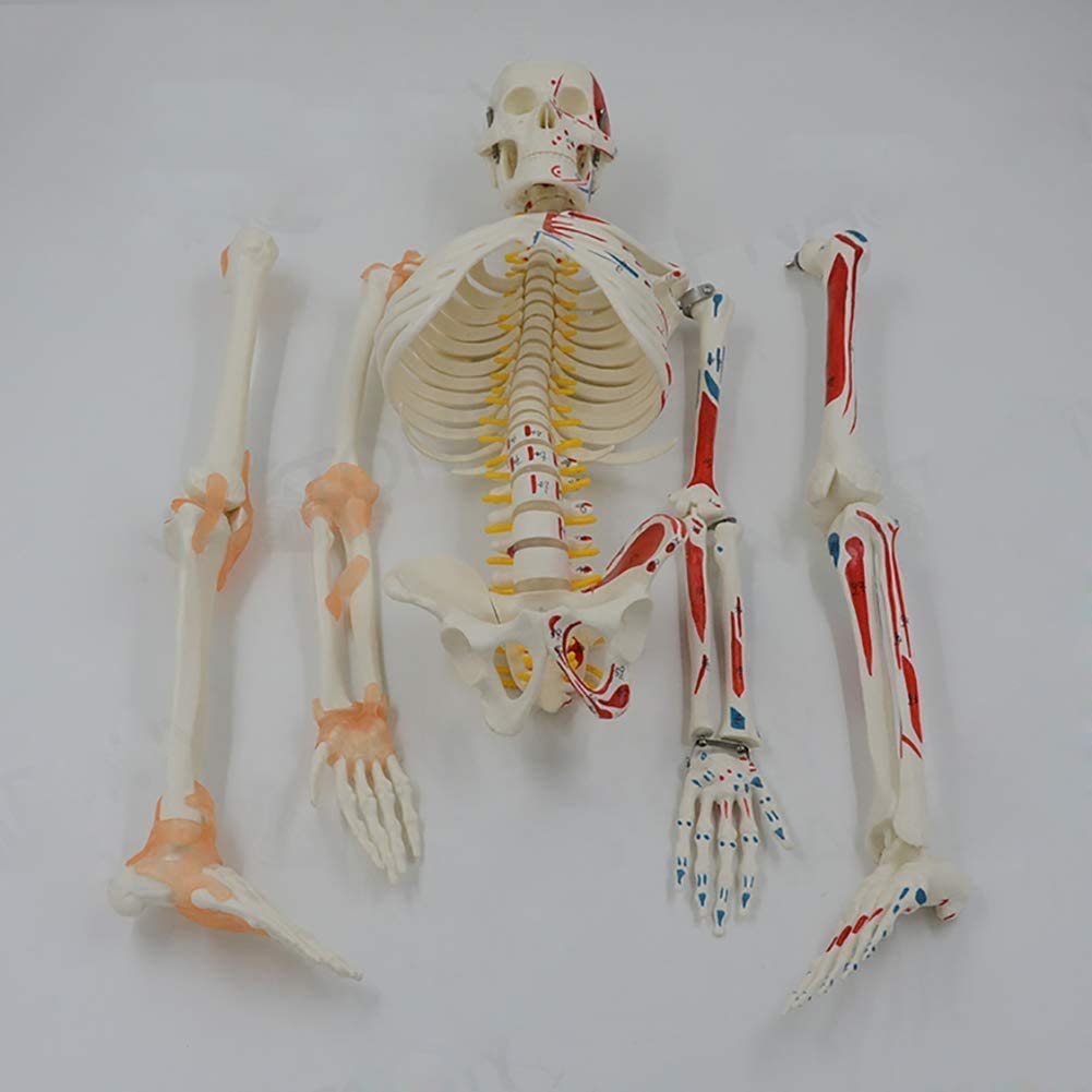 Anatomisches Modell 85 cm Menschliches Skelett Modell mit Nerven, Venen und Arterien und herausnehmbaren gelenkige Backe Display ideal für die Medizinstudenten und Studienmodell d Steht
