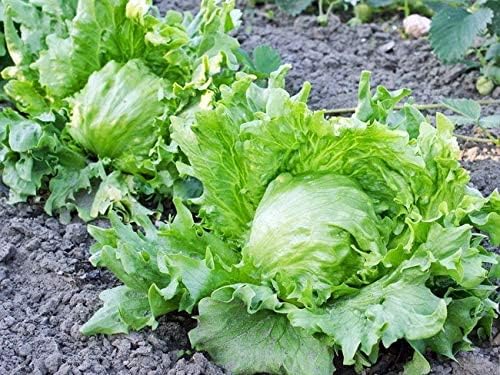 Iceberg lettuce seeds for home garden (25 seeds) (B0C7QSXS1Y) Amazon Price History, Amazon Price Tracker