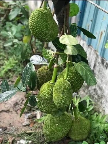 Star Plant Thai Green Jackfruit Tree Plant, Hybrid Grafted All Time Green Jackal Fruit/Kathal/Echar Vegetable Fruit Tree For Home Garden And Roof Garden (B0CNZTW6NK) Amazon Price History, Amazon Price Tracker