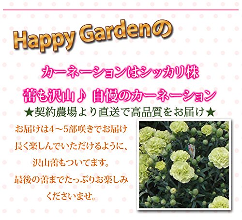 Amazon｜ハッピーガーデン 花 ギフト 鉢植え カーネーション 7.もも