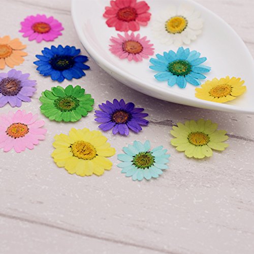 30 piezas de flores secas naturales Chrysanthemum multicaule 2.5-3cm miniatura 2