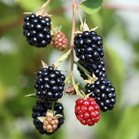 BLACKBERRY Triple Crown 3L Outdoor Fruit Plant Cover