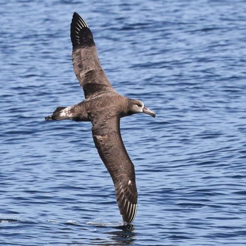 Midway Island Albatrosses