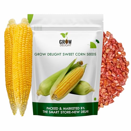 Image of Sweet Corn (Meetha Makka) (20 Seeds) Vegetable Seeds for Home Garden, Organic & Hybrid, Perfect for Home Gardening, Planting For Pots and Patio
