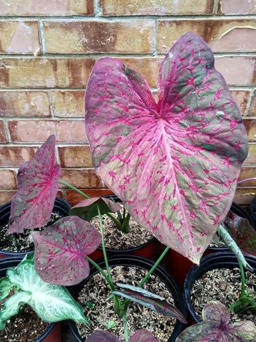 Radha Krishna Agriculture® Imported Caladium Flower Bulbs for Your Home and Gardening Pack of 5 Bulbs (OFF VIOLET PINK)