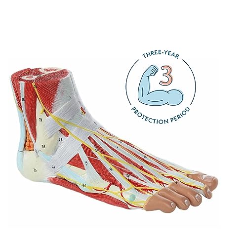 Axis Scientific A-105857 Foot Anatomy Model With 9 Removable And Numbered Parts thumb #2