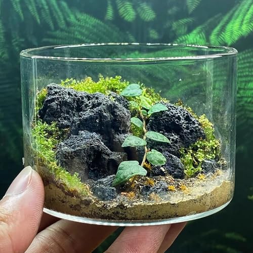 Image of Natural Volcanic Lava Rock 1-2.5 Inches Decorative Stones for Miniature & Fairy Gardens,Aquascaping Aquariums,Fire Pit Use & Succulent Planters-1lb
