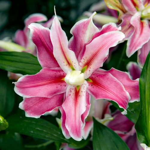 Lotus Lys Distant Drum Doublés (10 bulbes parfumés), Vivace et rustique Bulbes de Lys, Mélange de Hollande pour jardin et balcon (gros, pas de graines)