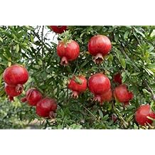 20+ Pomegranate Tree Seeds Fruit Red Flowers Garden Planting
