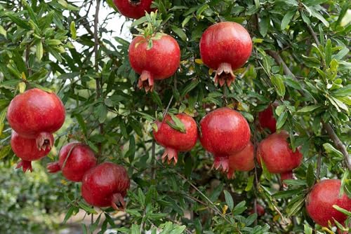 20+ Pomegranate Tree Seeds Fruit Red Flowers Garden Planting