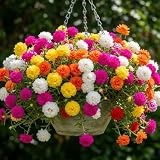 4 Mixed Portulaca Plants Live, Patio Container Plant, 3-5 Inch Tall