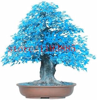 Seeds 20pcs / Bag semi -Blue Maple, Bonsai Seeds, Seeds of The Agramsero, 60 Centimeters high Rare Plant in Pot for The do it Yourself House Garden