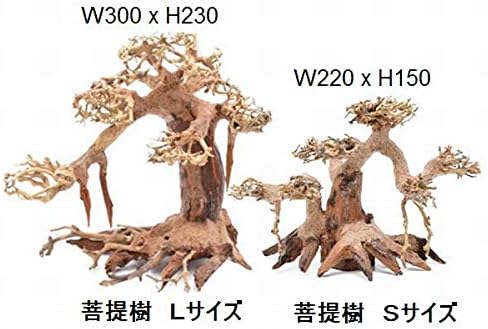 Amazon カミハタ 水景BONSAI 菩提樹 Sサイズ 盆栽アクアリウム