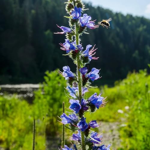 Semi di testa vipera perenne, balcone resistenti Echium vulgare, copertura del terreno, perenne Le perenni sono 250pcs