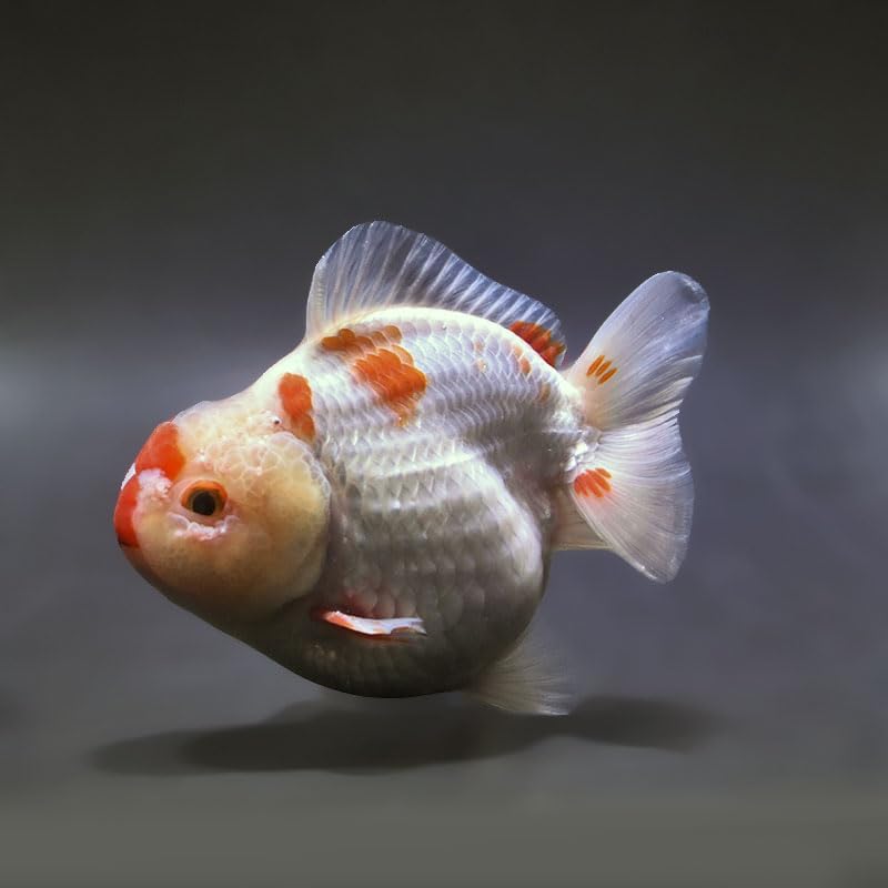 生き物の商品画像