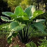 Bulbos de Alocasia Colocasia, hojas gigantes para jardines y terrazas-3bulbo-C