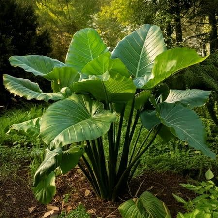 Bulbos de Alocasia Colocasia, hojas gigantes para jardines y terrazas-3bulbo-C
