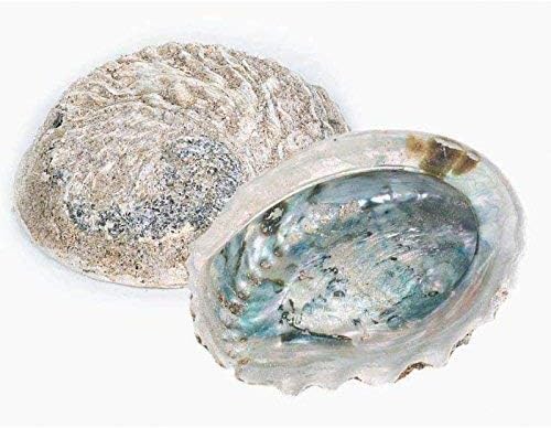 Large abalone shell smudge bowl 6" (15cm) for sage or cedar smudging sacred blessing
