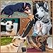 Grand Line Leder Hundehalsband, Lederhalsband Hund mit Weichem Gepolstertes, Breiter und Dicker Hundehalsband, Verstellbares Halsband Hunde für Kleine, Mittlere, Große Hunde (Braun, M)
