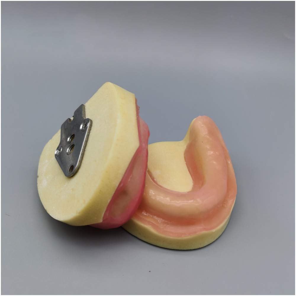 Modèle De Pratique De L'implant Dentaire - sans Gencives Modèle D'implant Oral Dentaire - Gommes en Silicone Douce pour Mâchoires Édentées - Pratique pour Les Étudiants