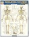 Skeletal System: Advanced (Quick Study Academic)