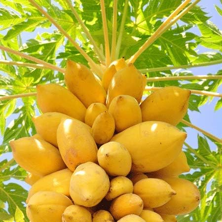 Generic 50 piezas frescas de semillas de fruta de papaya para plantar amarillas