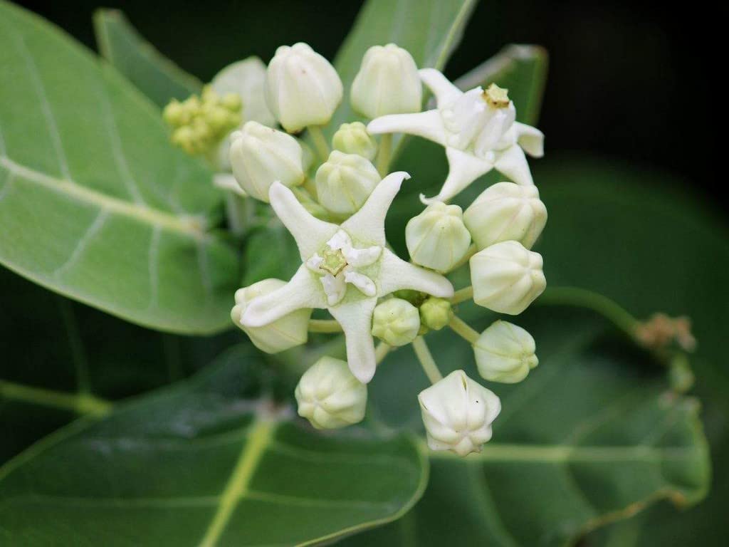 OhhSome Safed/White Aak/Calotropis Gigantea/Madar Medicinal Plant With Pot (Healthy Live Plant)