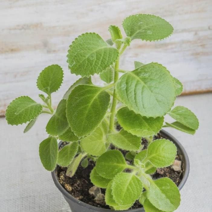 Image of Ajwain /ajwine Medican Plant with Pot (Pack of 1) | Live Plant, Indoor Use