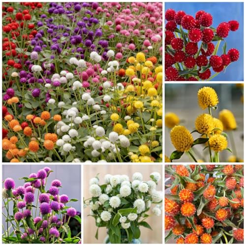 1050 Mixed Globe Amaranth Seeds - Gomphrena Globosa Flower Seeds for Planting - Vibrant Colorful Annual Garden Seeds for Cutting and Dried Floral Arrangements