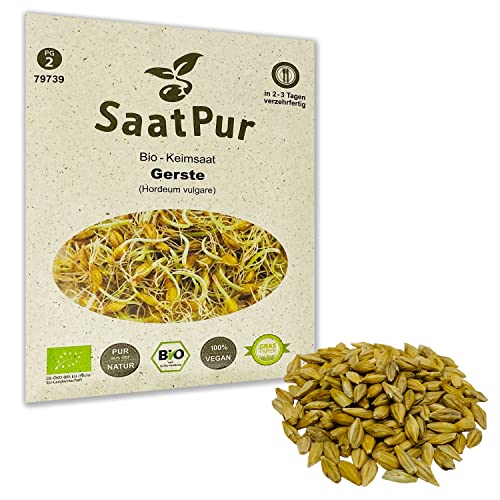 Gerstengras Bio Keimsprossen von SaatPur - Keimsaat für Gersten Sprossen - 80g Gerstengras Bio Keimsprossen von SaatPur - Keimsaat für Gersten Sprossen - 80g