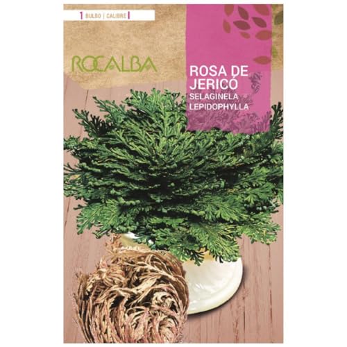 Bulbo rosa de jericó Rocalba