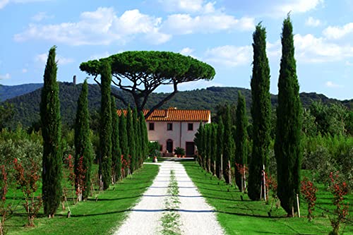 ItaliaMais Vinho Rosé Italiano Cabernet Sauvignon E Sangiovese Bolgheri Nubia Rosato 2018 - Ceralti