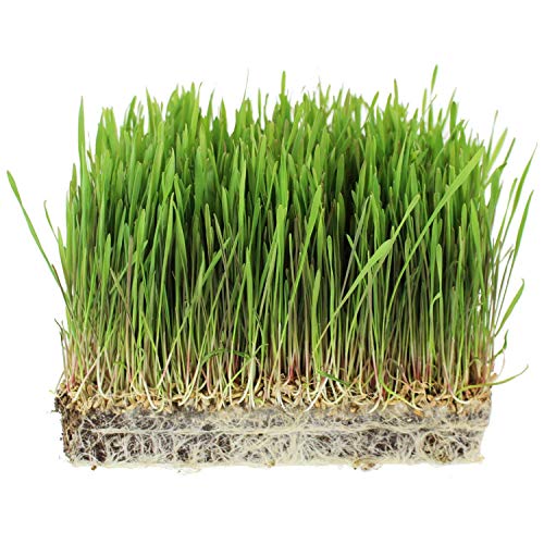 Handy Pantry Organic Rye Grain Seeds