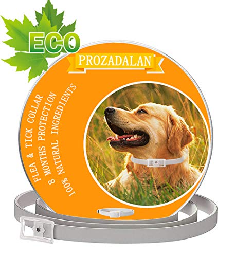 Scheda tecnica-Amazon Basics-Tappetini igienici assorbenti per animali domestici-Recensioni e Opinioni