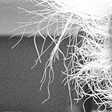 Lucky No Gold Strike