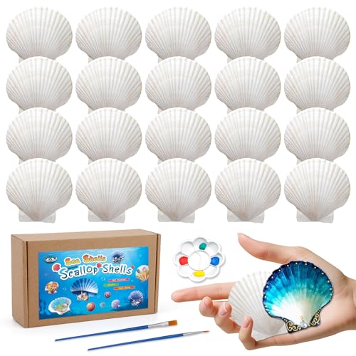 MORFEN 20 PCS Scallop Shells Seashells for Crafts 2-3 White Sea Shells