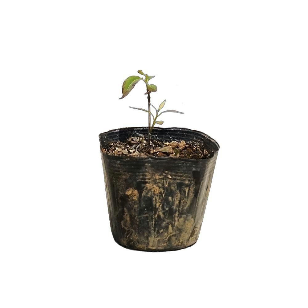 江州音頭 超逸品。エゴノキ本株立3.5M(鉢底から) 江州音頭 超逸品