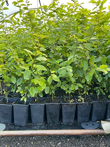 Carpinus betulus 60–80 cm – Winterhart, Mehrjährig, Pflegeleicht – Hainbuche – Heckenpflanze für Garten & Sichtschutz