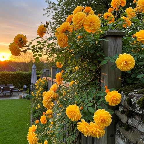 Image of Climbing Rose Hybrid Seeds Pack - Large Flowers- 70 Easy-to-Grow Seeds for Vibrant Blooms, Suitable for All Indian Climates (GOLDEN)