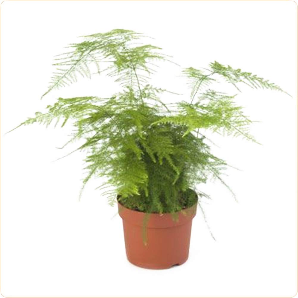 25 Asparagus Semi Plumosa Lace felce