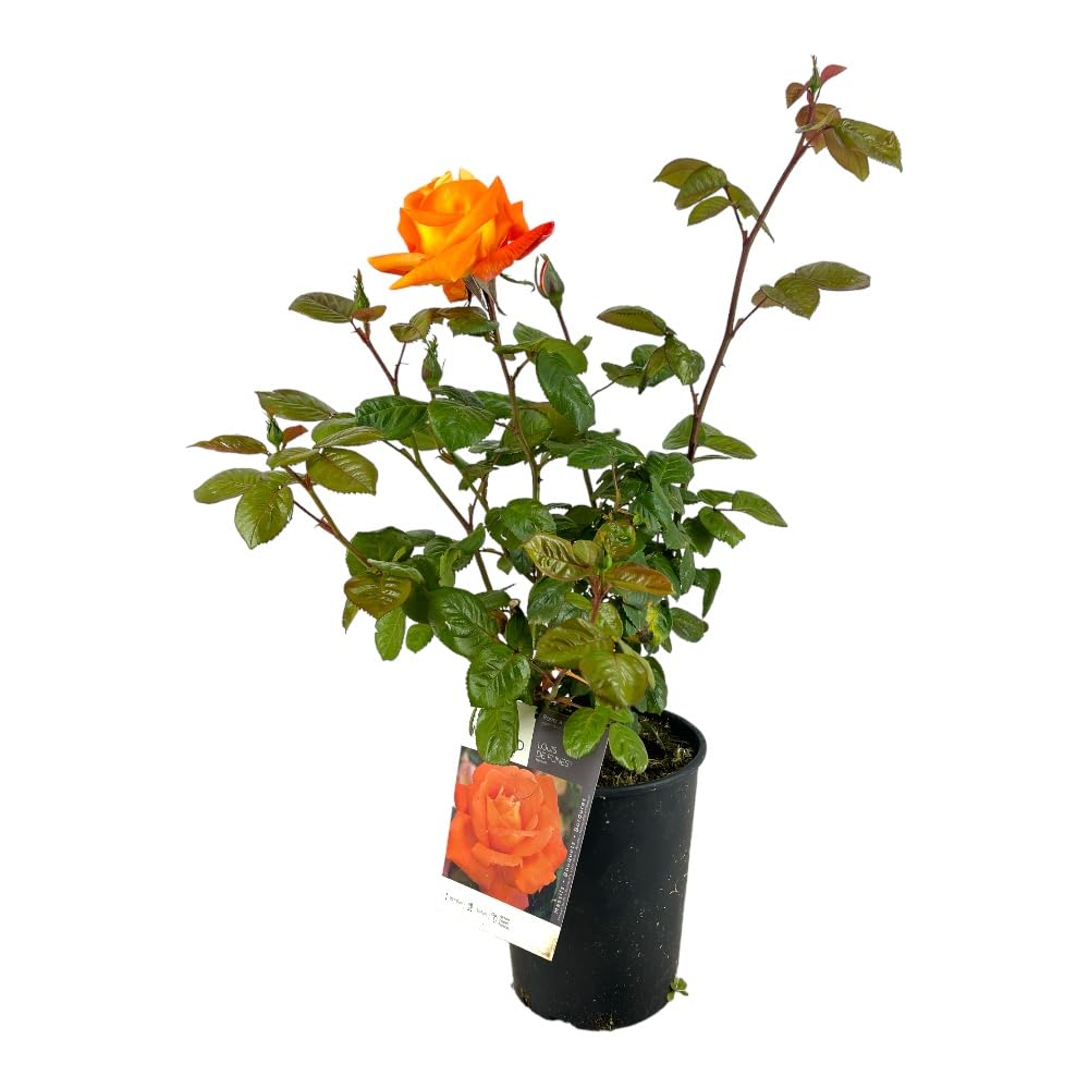 AMDGarden Rosa Louis de Funès Rampicante Meilland Arancio in Vaso 20 cm